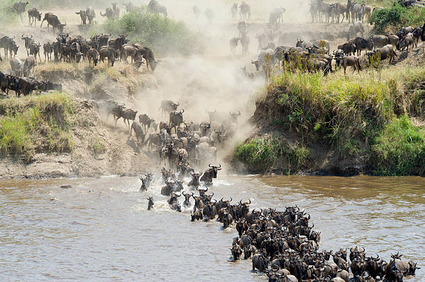 Migration In Serengeti National Park